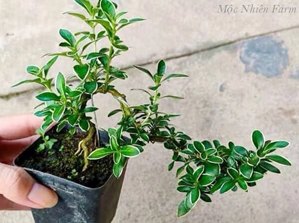 Hình ảnh Cây Bạch Tuyết Mai trong quá trình nhân giống và tạo dáng bonsai công phu