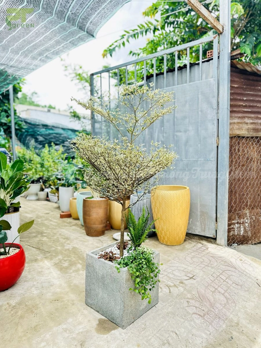 Hình ảnh cây bàng cẩm thạch gợi nhắc ý nghĩa thanh lịch, hài hòa và sinh khí cho không gian