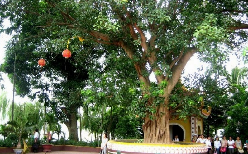 Hình ảnh cây bồ đề mang sắc thái thanh tịnh, gợi ý nghĩa phong thủy về sự giác ngộ, may mắn và bình an
