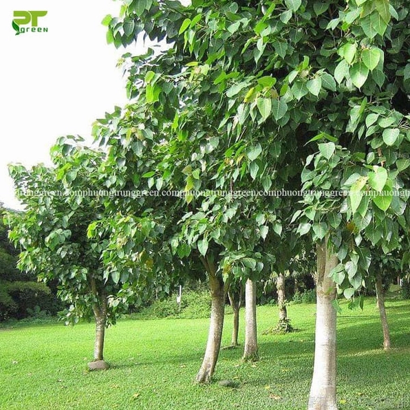 Hình ảnh cây Bồ đề trong bố cục giới thiệu thông tin với dáng cây rõ nét và tán lá ấn tượng