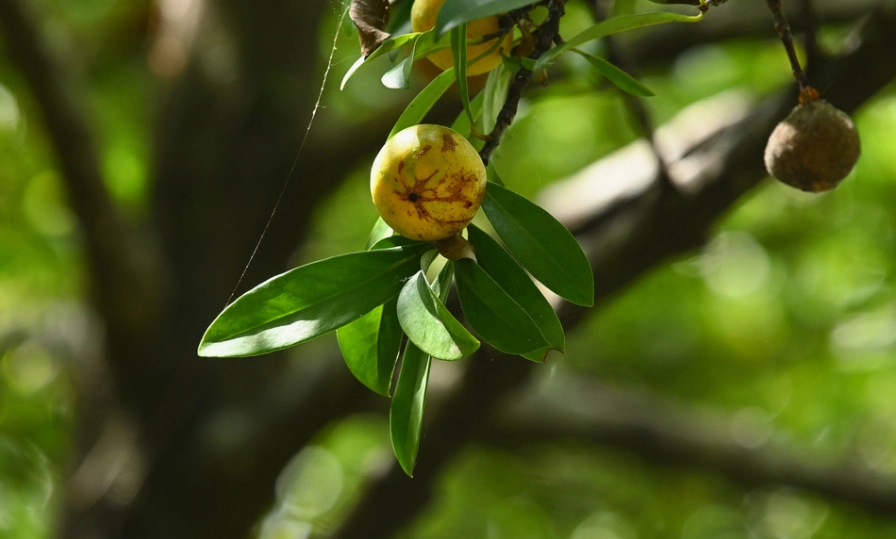 Hình ảnh Cây Bứa Cảnh mang vẻ đẹp tự nhiên với thân vững và tán lá gọn gàng