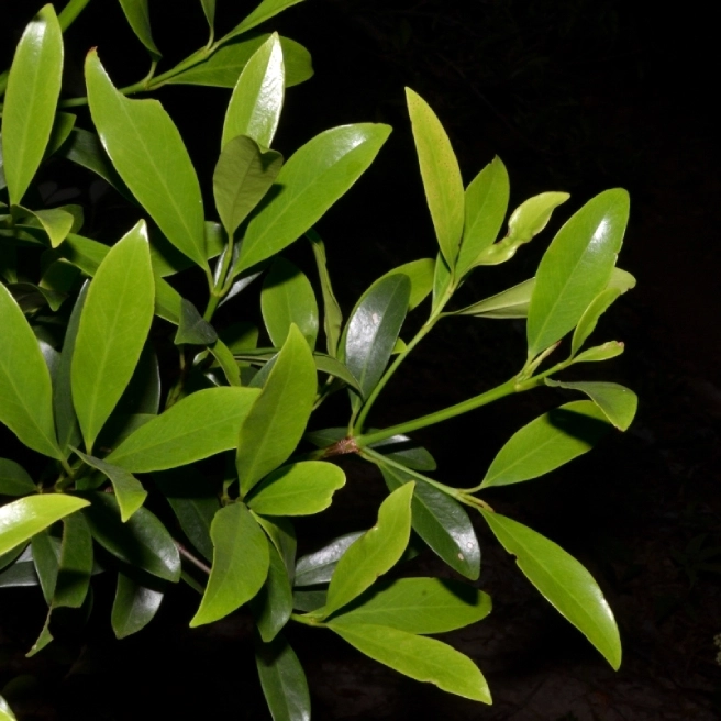 Hình ảnh Cây Bứa Cảnh với tán lá xanh dày và bố cục cây cân đối trong không gian trồng cảnh