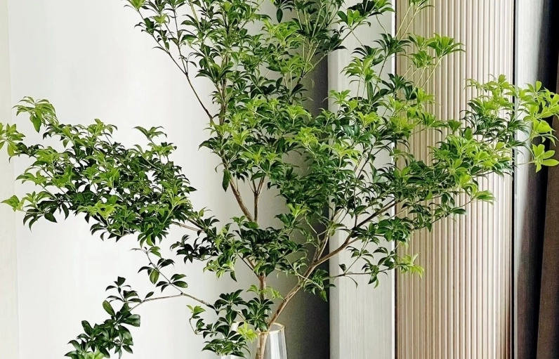 Hình ảnh cây cắm nước xanh tươi gợi liên tưởng đến kiểu trồng Cây Trúc Phú Quý thủy sinh trong bình