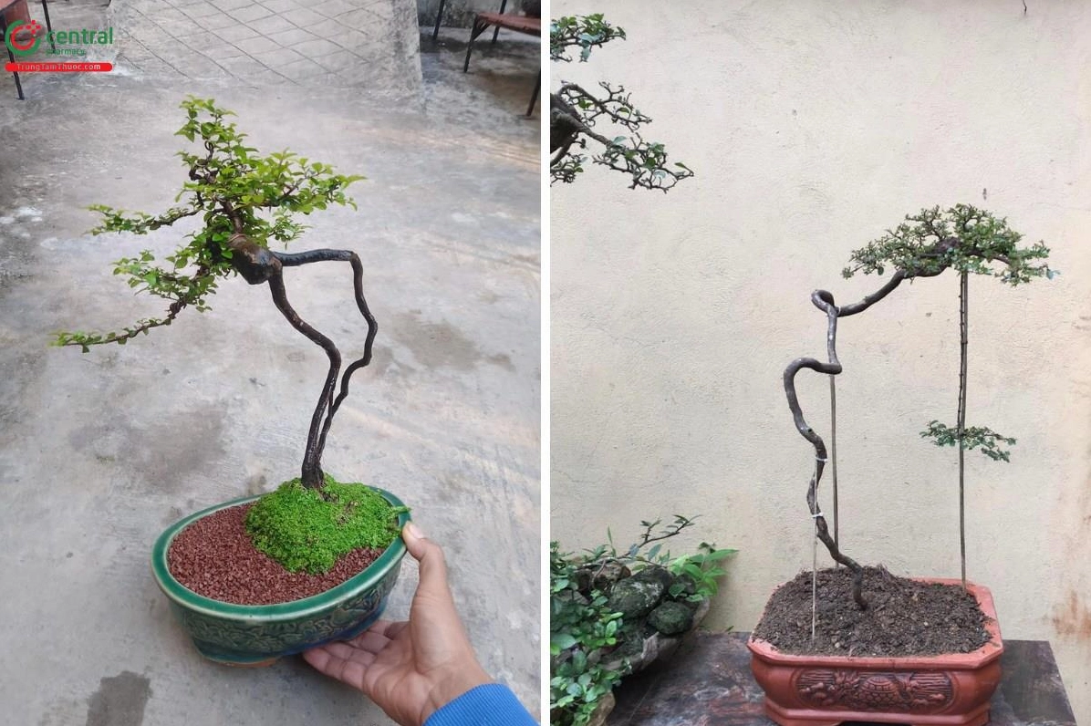 Hình ảnh cây Canh châu có lá xanh bóng và thân cành mảnh tạo nét nhẹ nhàng