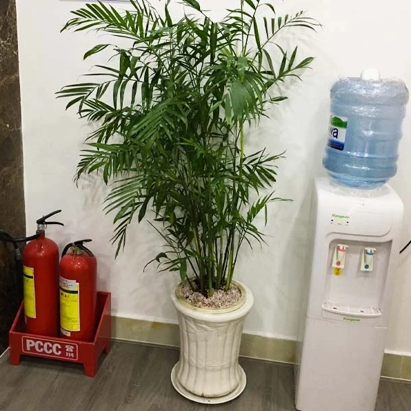Hình ảnh Cây Cau Hawai dáng đẹp đặt trong chậu trang trí phù hợp sảnh và văn phòng