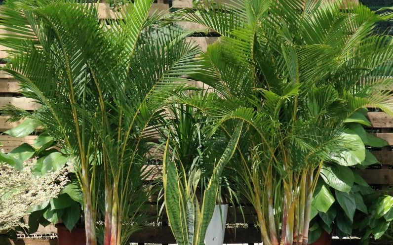 Hình ảnh Cây Cau Hawai đặt trong không gian sống mang vẻ đẹp mềm mại và nhã nhặn