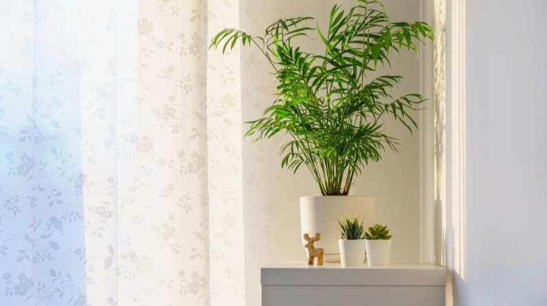 Hình ảnh Cây Cau Hawai gợi liên tưởng đến ý nghĩa phong thủy thanh lọc và thu hút sinh khí tốt