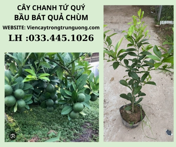 Hình ảnh cây Chanh Tứ Quý với bộ lá xanh và dáng cây đang phát triển ổn định