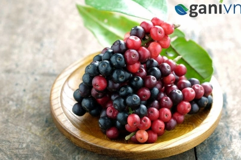 Hình ảnh Cây Chòi mòi gắn với công dụng dân gian và giá trị cây thuốc truyền thống