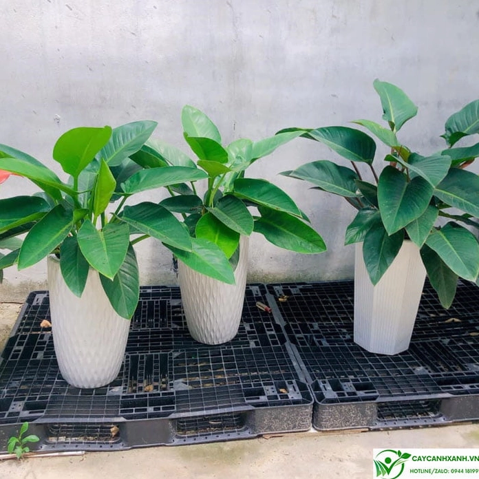 Hình ảnh cây đại đế vương thân xanh và thân đỏ đặt cạnh nhau để làm nổi bật đặc điểm hình thái khác biệt