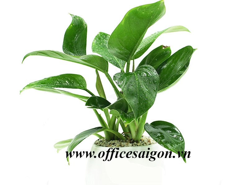 Hình ảnh cây đại de vương xanh với thân khỏe lá lớn xanh mướt tạo cảm giác bề thế và vững chãi