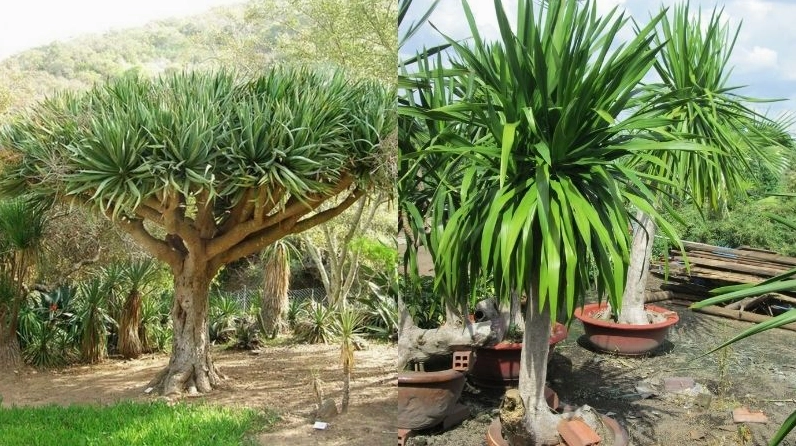 Hình ảnh Cây Đại Lộc ngoài tự nhiên với tán lá xanh thẫm cho thấy dáng vẻ đặc trưng của loài cây phát tài núi