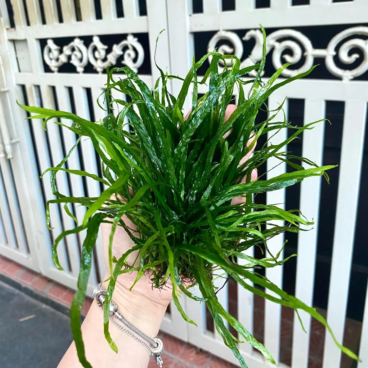 Hình ảnh Cây Dương Xỉ Lá Kim với tán lá nhỏ dài xếp lớp tinh gọn trong không gian thủy sinh sáng trong