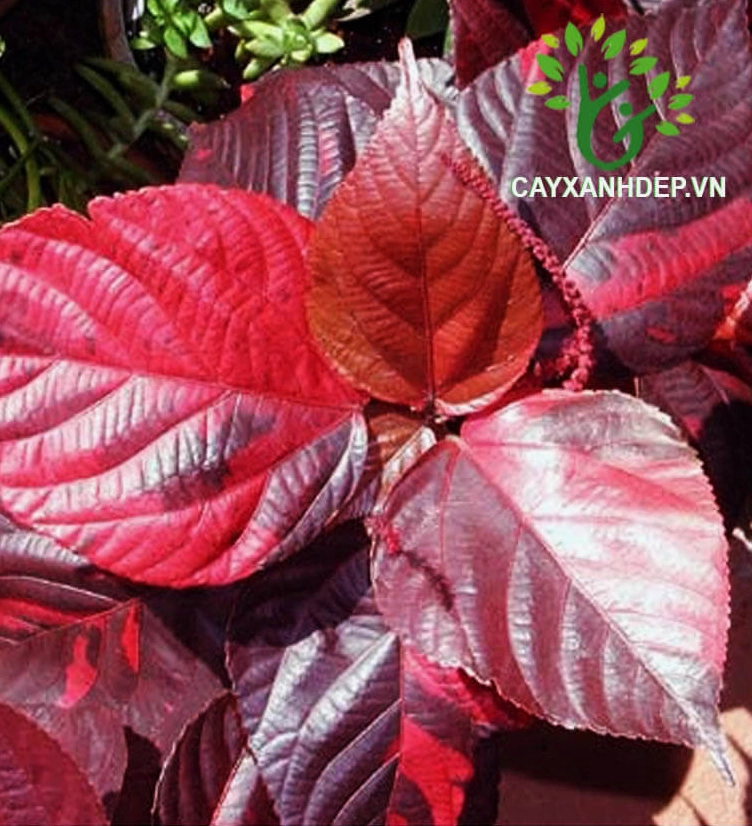 Hình ảnh cây gấm nhung dạng bụi với màu lá đậm, thích hợp làm cây nền trang trí sân vườn