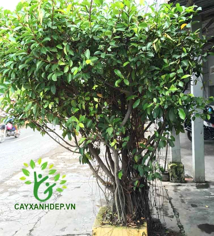 Hình ảnh Cây Gừa xanh tươi trong không gian ngoài trời với tán lá dày và bố cục cân đối