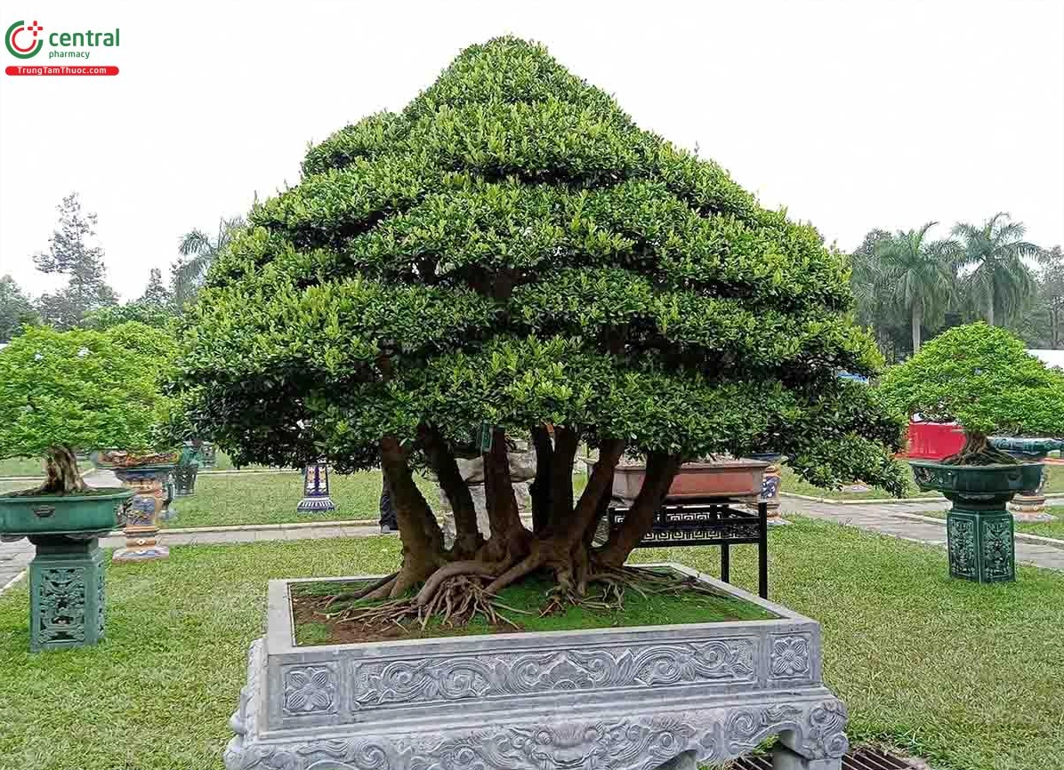 Hình ảnh cây Hải châu bonsai đẹp ở Việt Nam với dáng cổ thụ và tán lá mềm mại