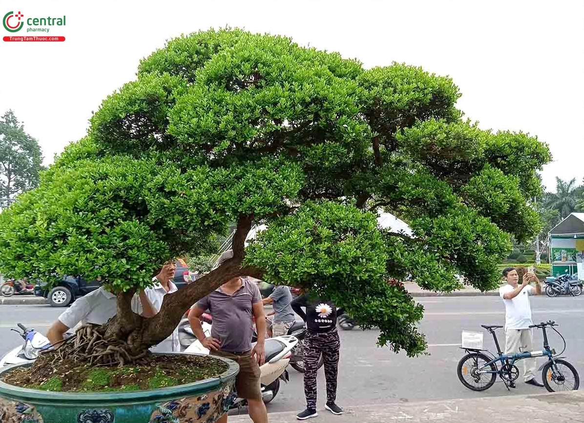 Hình ảnh cây Hải châu bonsai đẹp ở Việt Nam với đường nét thân cây giàu tính tạo hình