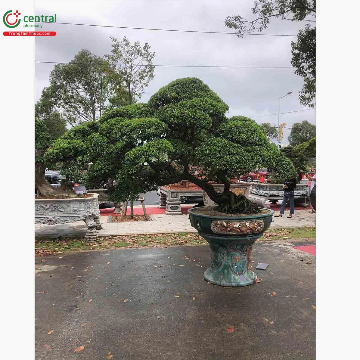 Hình ảnh cây Hải châu bonsai đẹp ở Việt Nam với thân già uốn lượn và tán lá cân đối