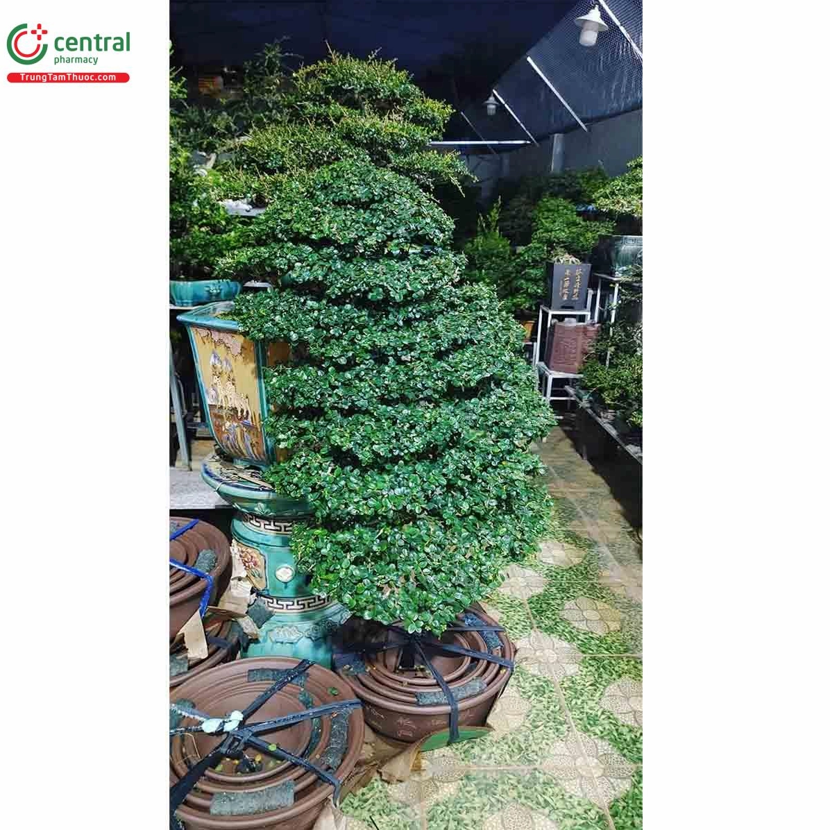 Hình ảnh cây Hải châu bonsai đẹp với thế cây nghệ thuật và thân dáng giàu biểu cảm