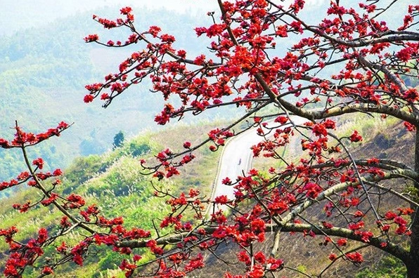 Hình ảnh cây Hoa Gạo cao lớn khoe tán hoa đỏ nổi bật giữa nền trời