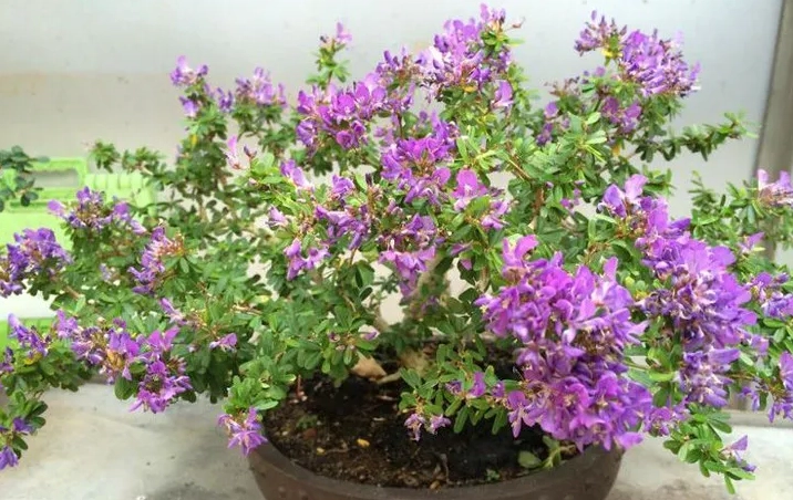 Hình ảnh cây hoa linh sam nở duyên dáng với dáng cây thanh mảnh và sắc hoa cuốn hút