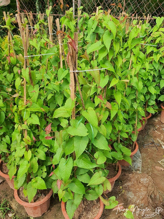 Hình ảnh cây Hoa Tigon leo nở hoa dùng để minh họa vẻ đẹp và giá trị trang trí sân vườn