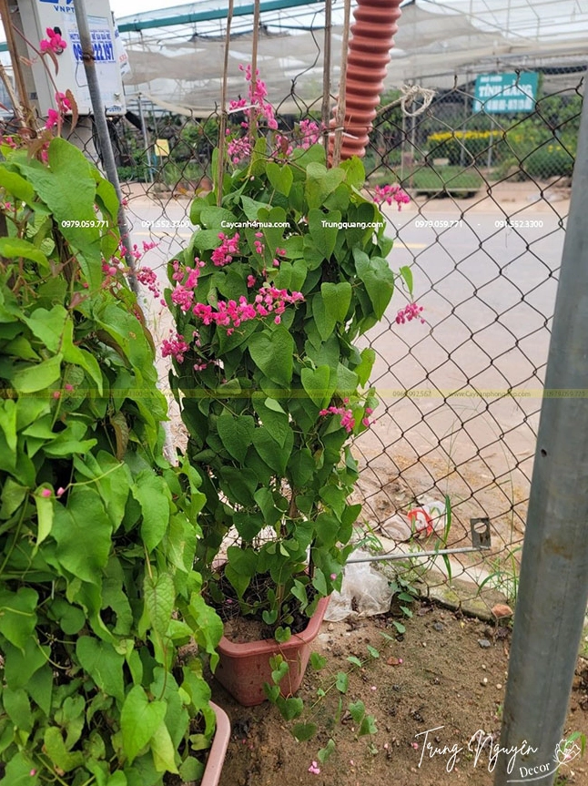 Hình ảnh cây Hoa Tigon phù hợp tham khảo cho người muốn trồng giàn leo ra hoa đẹp
