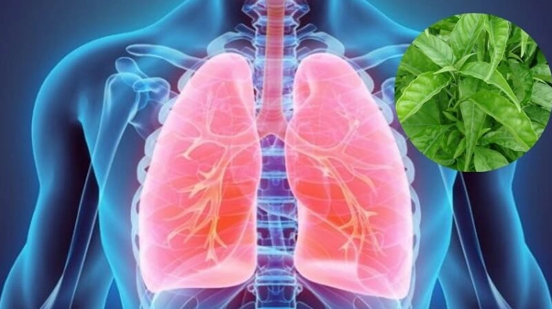 Hình ảnh Cây Hoàng Kim Ngọc trong bối cảnh minh họa giá trị hỗ trợ được dân gian và tài liệu tham khảo nhắc đến