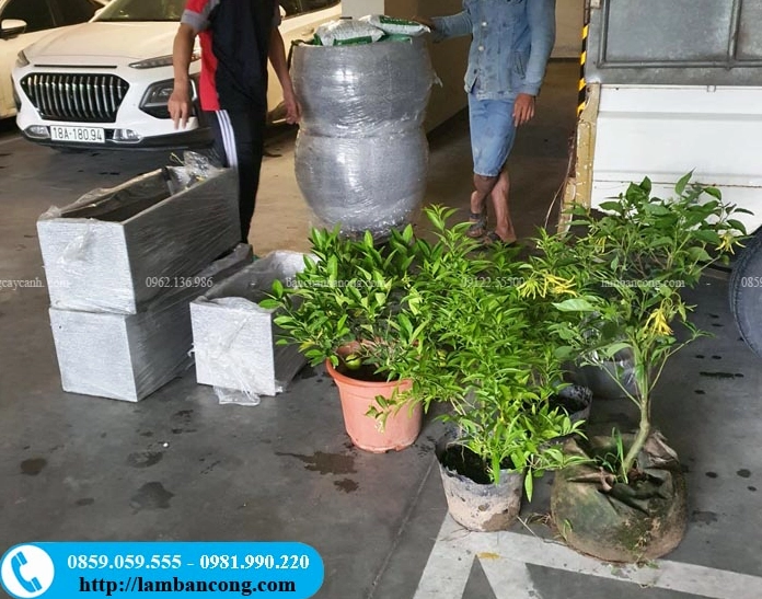 Hình ảnh cây Hoàng Lan công chúa với dáng cây trẻ, tán lá gọn và vẻ ngoài dễ ứng dụng trong sân vườn đô thị