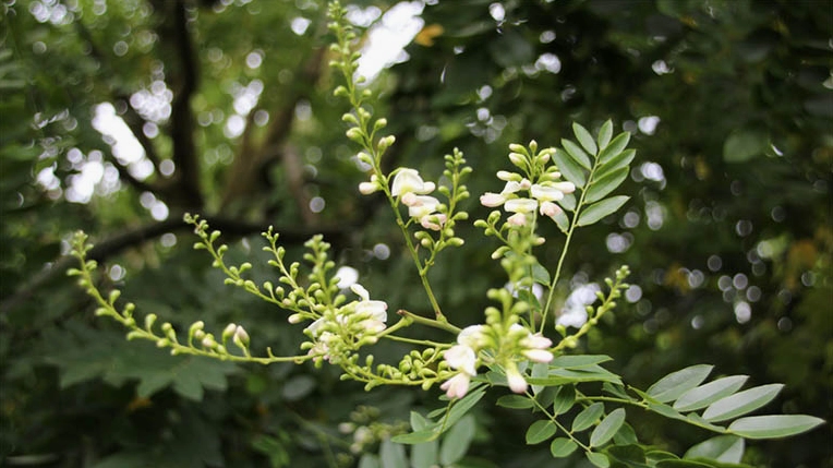 Hình ảnh cây hòe hoa với góc nhìn khái quát giúp người xem nhận diện đặc điểm của loài cây này