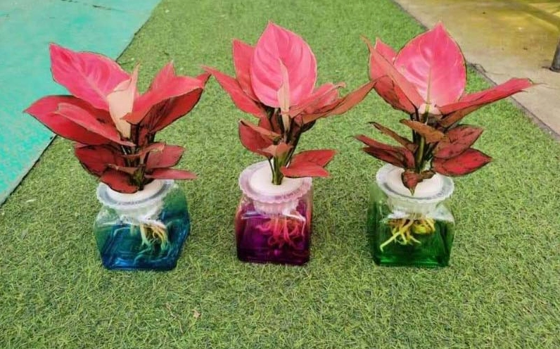 Hình ảnh Cây Hồng Phát Lộc tượng trưng cho tiền tài với tán lá đỏ hồng nổi bật
