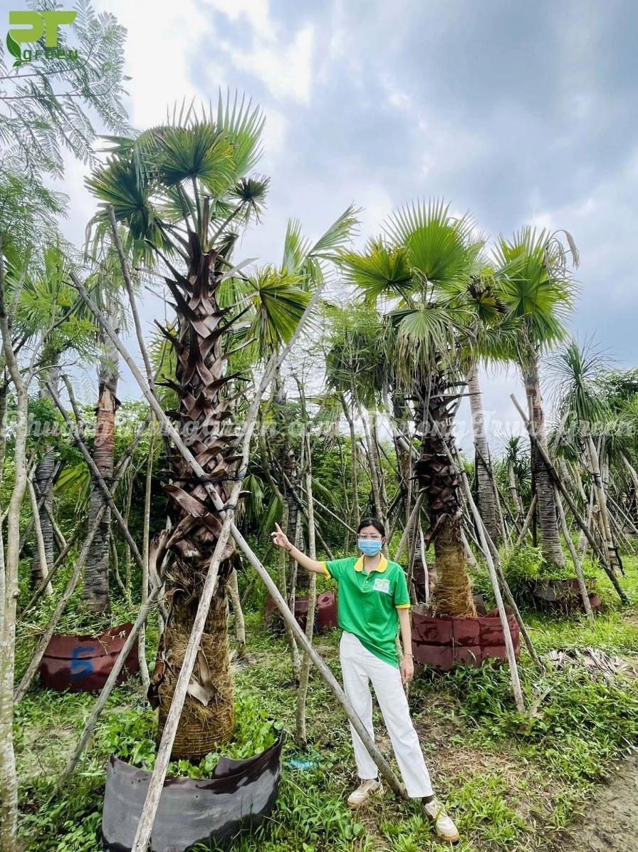 Hình ảnh Cây Kè Mỹ tổng thể với sắc lá xanh nổi bật và dáng cây khỏe khoắn giữa cảnh quan