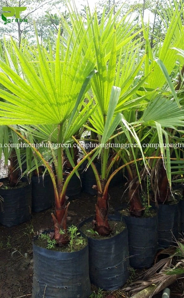 Hình ảnh Cây Kè Mỹ trong khu vực trưng bày cây cảnh làm nổi bật giá trị thẩm mỹ của cây công trình