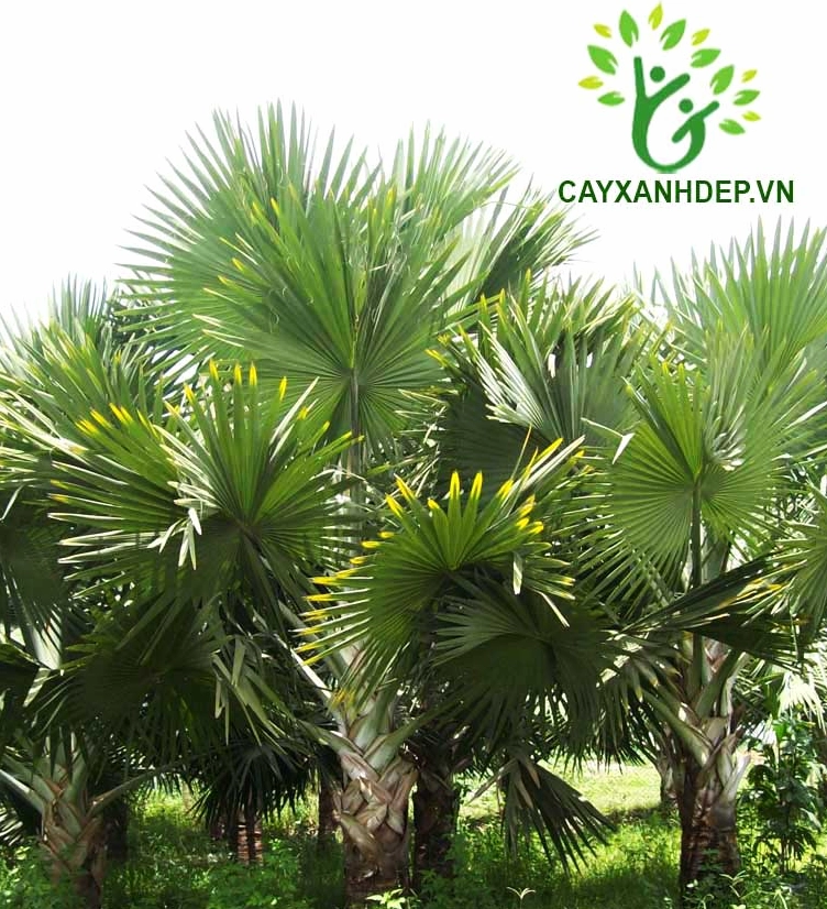 Hình ảnh Cây Kè Xanh Mỹ vươn cao với những phiến lá xếp thành hình quạt dưới ánh sáng tự nhiên