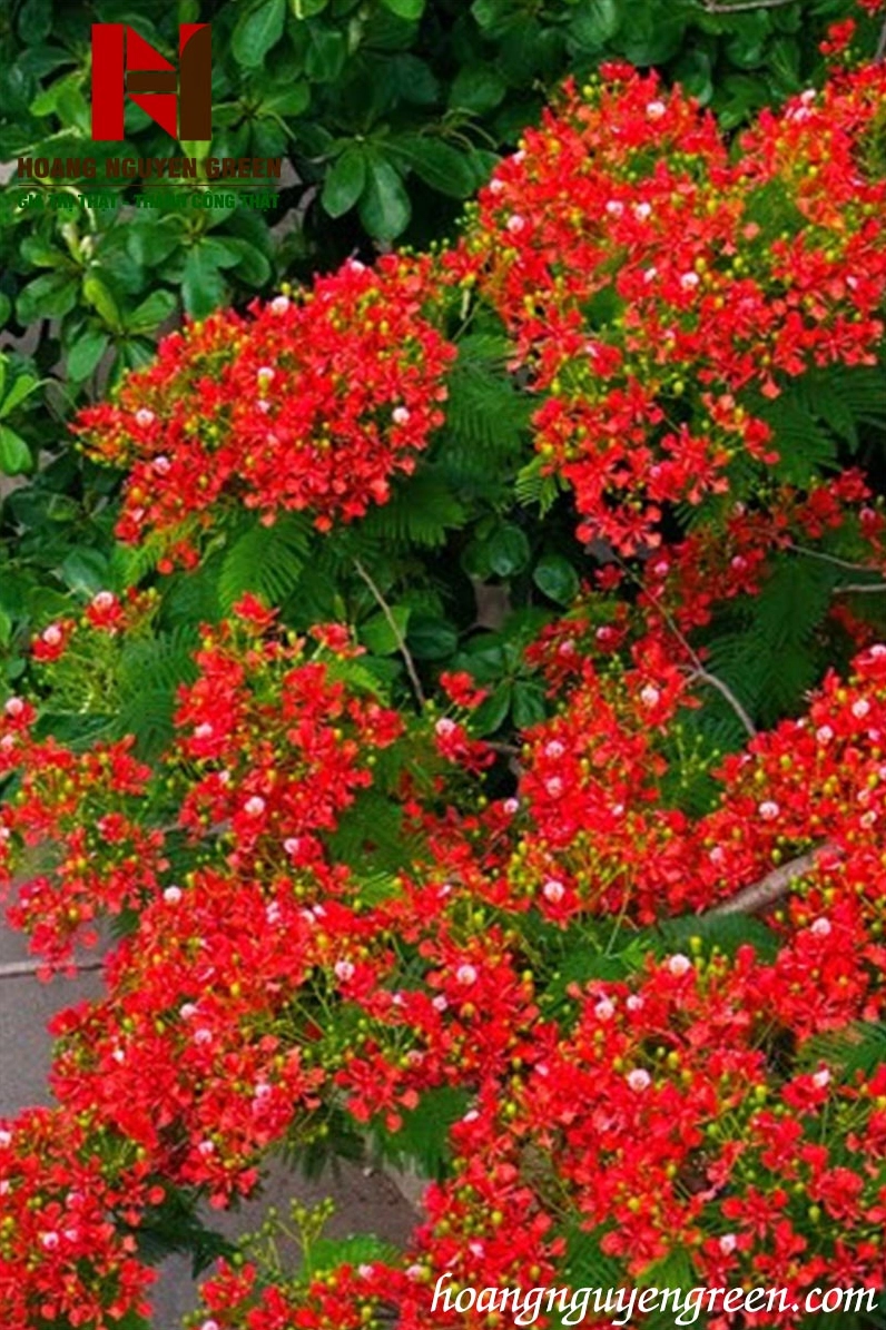 Hình ảnh cây kim Phượng trong bố cục sân vườn xanh tươi nhiều lớp cây