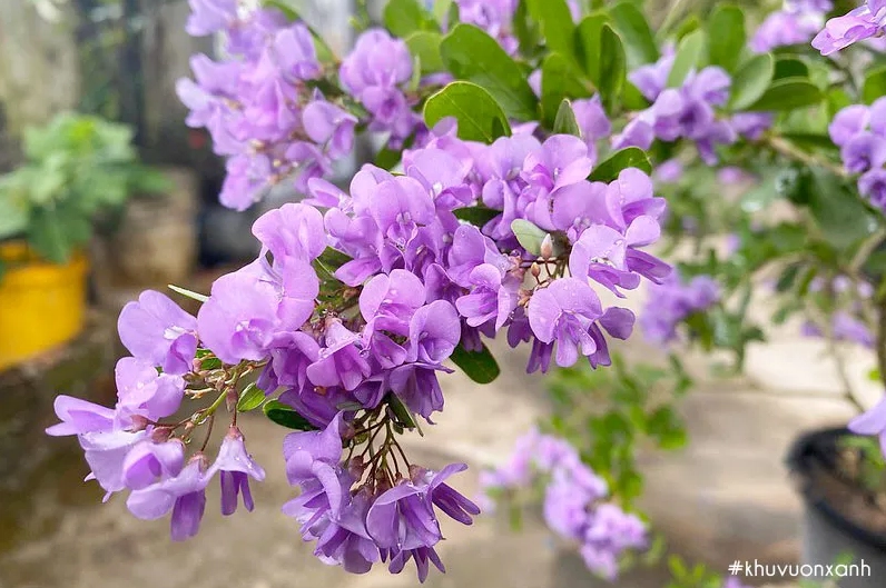 Hình ảnh Cây Linh Sam gợi liên tưởng đến giá trị phong thủy hài hòa cho không gian sống
