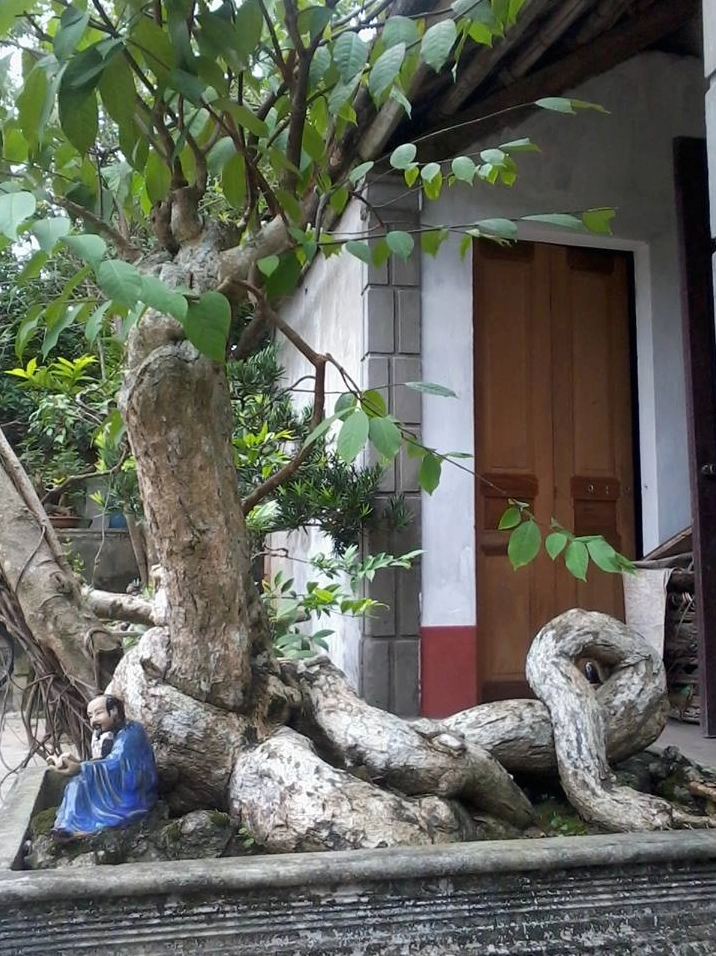 Hình ảnh cây lồng mức có bộ khung cành rõ nét, tán lá xanh và khí chất cổ phong