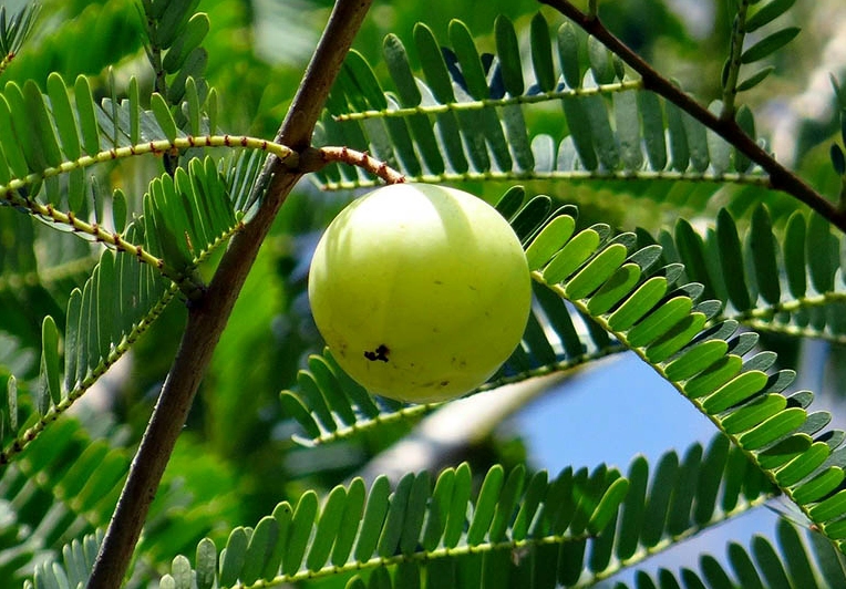 Hình ảnh Cây Me Rừng với sắc xanh tự nhiên dùng để nhận diện cây trong đời sống