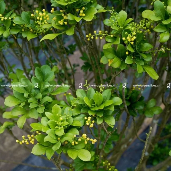 Hình ảnh cây ngâu dáng đẹp với tán lá rậm và thân cây chắc, gợi cảm giác khỏe khoắn nhưng thanh nhã