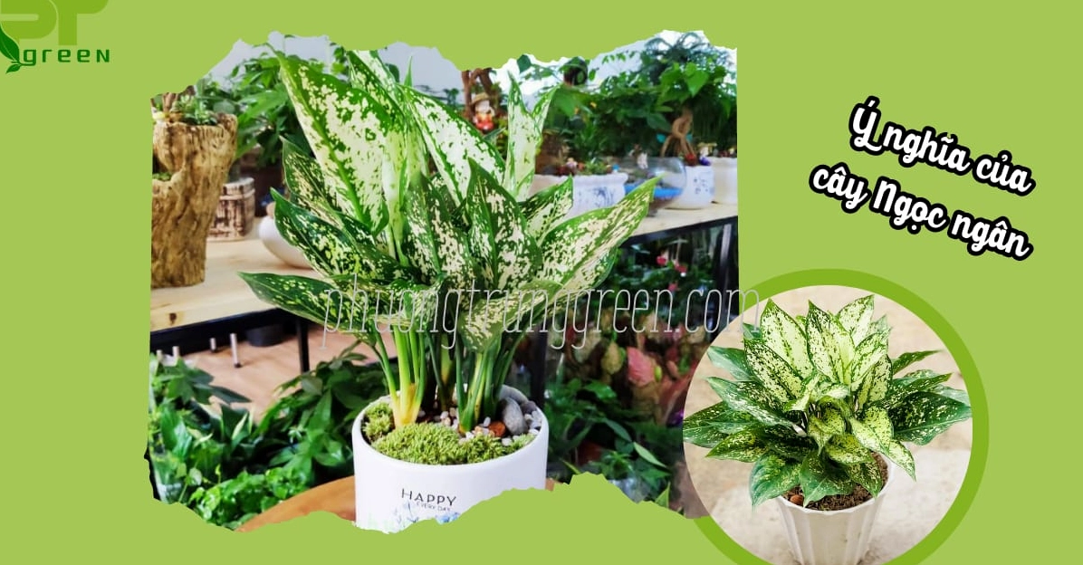 Hình ảnh cây Ngọc Ngân gợi nhắc ý nghĩa phong thủy về may mắn tài lộc và cảm xúc gắn kết