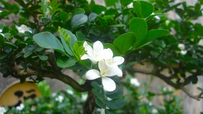 Hình ảnh cây Nguyệt Quế gắn với nhiều tác dụng trong đời sống, nổi bật bởi sắc lá xanh và dáng cây thanh thoát