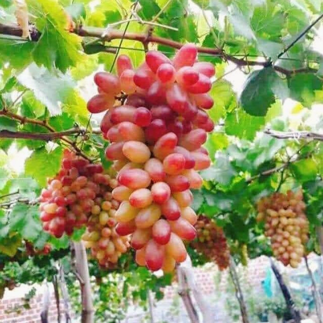 Hình ảnh Cây Nho trong chương tư liệu với sắc xanh và bố cục vườn gợi liên tưởng đến vùng nắng Ninh Thuận