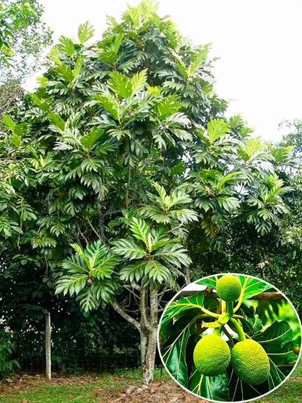 Hình ảnh Cây Sa Kê Cảnh nhấn mạnh công dụng hữu ích như tạo bóng mát và làm đẹp cảnh quan