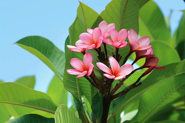 Hình ảnh Cây Sứ Đại minh họa các dạng sứ phổ biến với đặc điểm dễ nhận biết