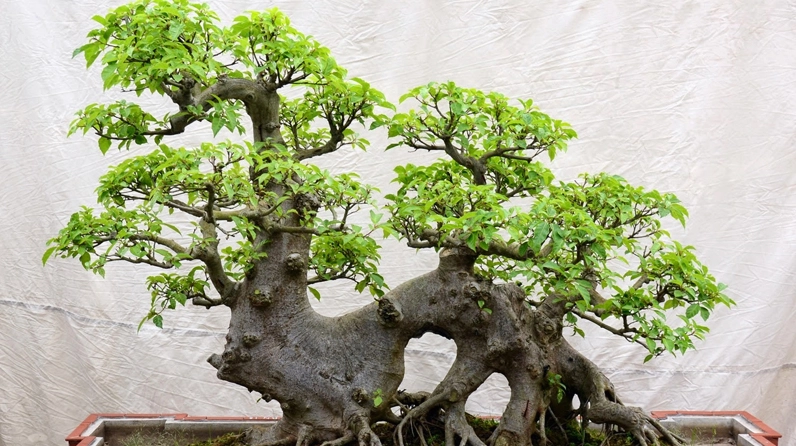 Hình ảnh cây sung bonsai thể hiện rõ đặc điểm phân loại và kiểu dáng cảnh quan