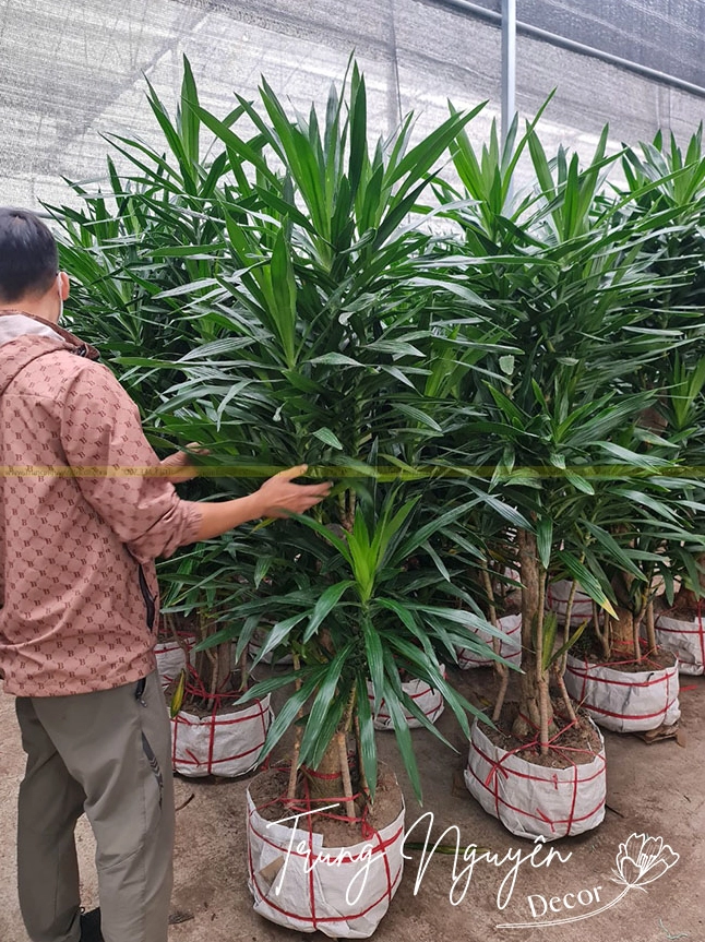 Hình ảnh Cây Thanh Lan nổi bật trong không gian sống hiện đại với tán lá xanh đem lại cảm giác dễ chịu