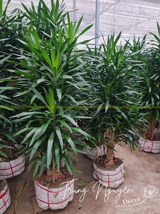Hình ảnh Cây Thanh Lan với tán lá xanh khỏe khoắn gợi cảm giác mát lành và tinh tế trong không gian trưng bày