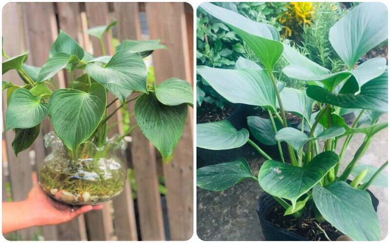 Hình ảnh Cây Thanh Tâm gắn với tác dụng làm đẹp không gian, tăng cảm giác thư giãn và gần gũi thiên nhiên