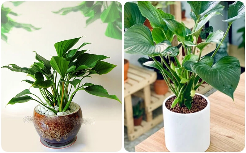 Hình ảnh Cây Thanh Tâm minh họa nguồn gốc và giá trị biểu tượng với tán lá xanh sáng, dáng cây hài hòa