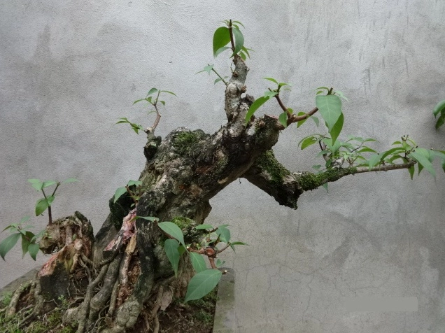 Hình ảnh Cây Thừng mực với thân chắc khỏe, tán lá xanh đều và dáng đứng gọn gàng trong chậu